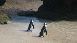 Pingouins Boulders Beach, Afrique du Sud